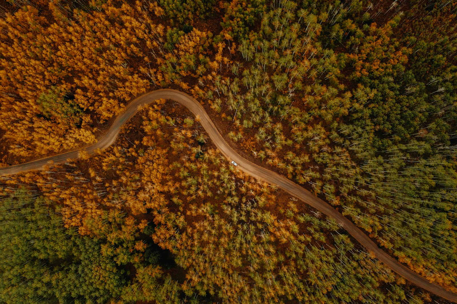 Photo by Taylor Brandon aerial view of green trees
